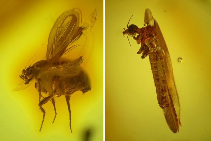 Detailed Fossil Cranefly and Humpbacked Fly in Baltic Amber #145493